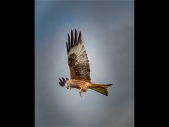 David Cowsill CPAGB BPE1-Red Kite Feeding-Very Highly Commended.jpg